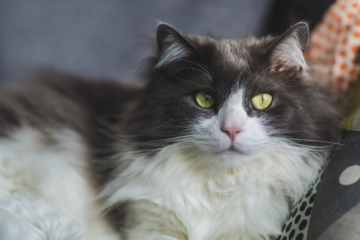 Chat qui griffe le sisal de son arbre à chat