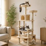 Trois Maine Coon adultes installés sur l'arbre à chat, échelle réelle